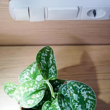 Гостьовий будинок Easo